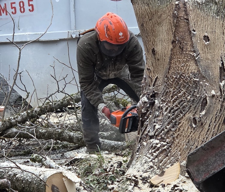 Baumfällung vom Experten in Salzburg